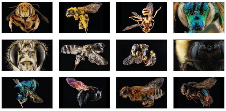 There are approximately 25,000 species of Bee in the World There are