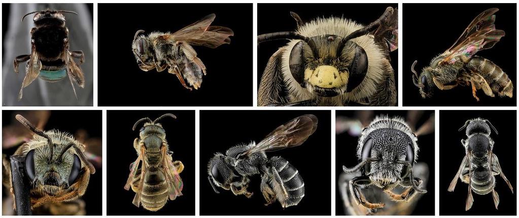 different species of Bee in Texas There are only 7-9 species of Honey Bee