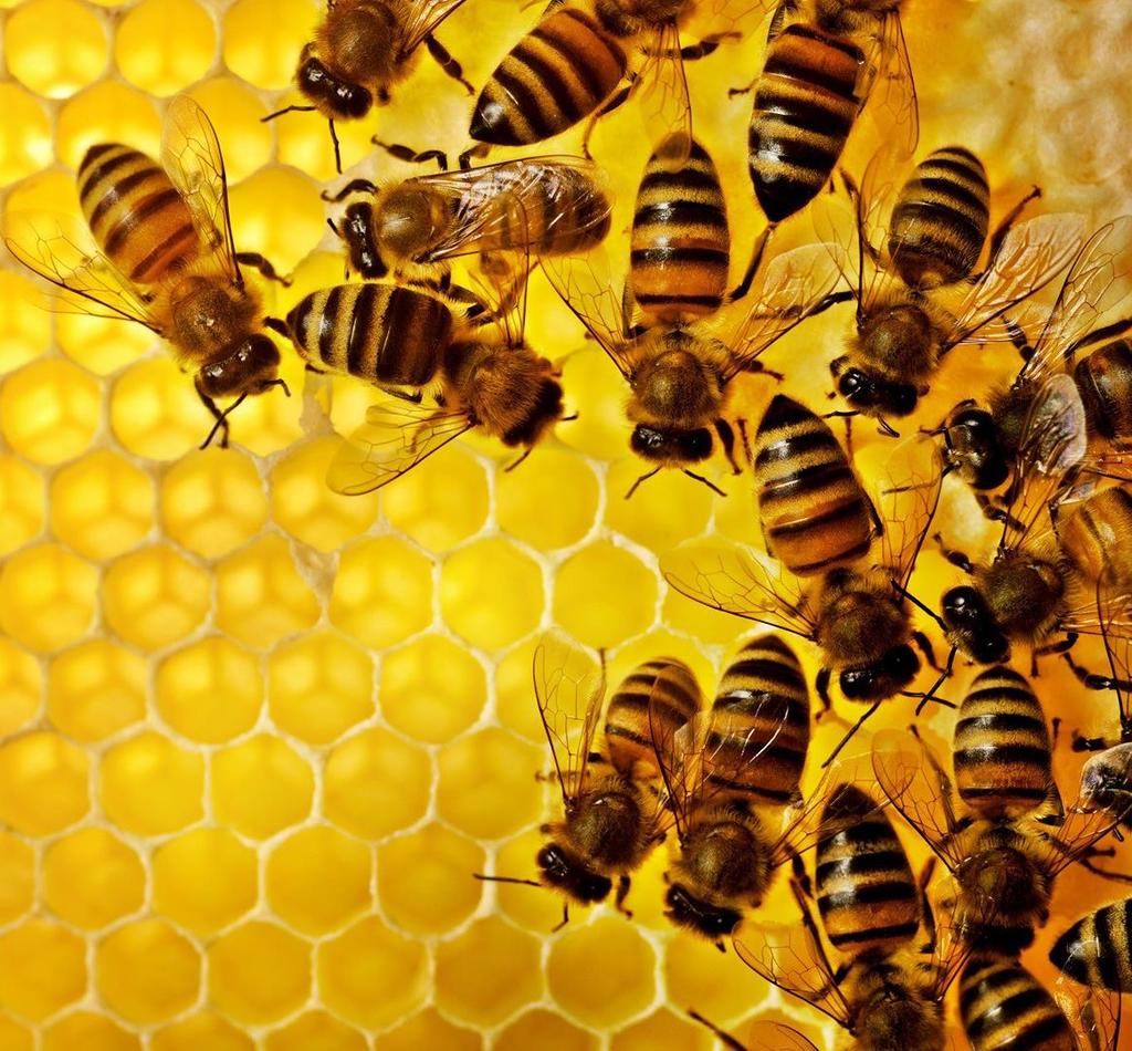 The Worker Bee: All workers are female bees created from a fertilized egg. A strong colony can have 40,000-60,000 worker bees.