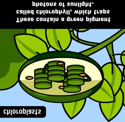 chlorophyll in a chloroplast.