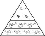 42. A pyramid can be used to illustrate the flow of energy through a food chain. Which shows the correct order of the organisms in an energy pyramid? A. B. C. D. 43.