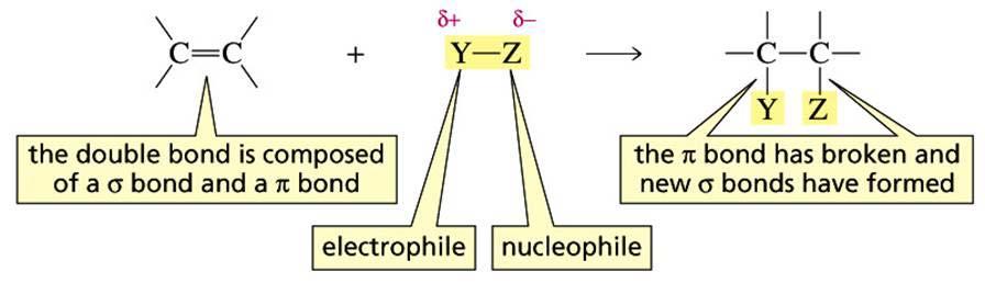 3.6 How alkenes react: electrophilic addition Electrons in π-bonds are very exposed not held tightly between nuclei like σ -bond e s very