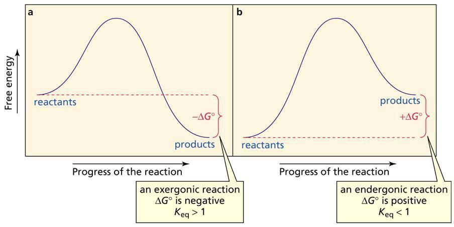 3.7 Thermodynamics and kinetics: REVIEW THERMODYNAMICS recall: G o = H o -T S o and G o = -RTlnK eq So: what will our rxn mixture be like when it reaches EQUILIBRIUM: large, negative G o rxn: