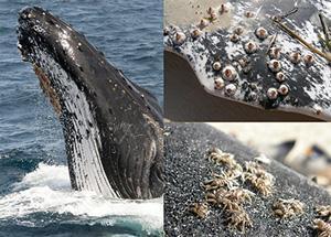 Commensalism Barnacles often attach themselves to a whale s skin. They perform no known service to the whale, nor do they harm it.