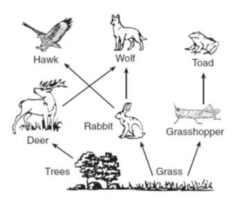 The members of population B are most likely (circle one): scavengers, autotrophs, predators or parasites 2. Identify one heterotroph from the food web that could be a member of population A. 3.