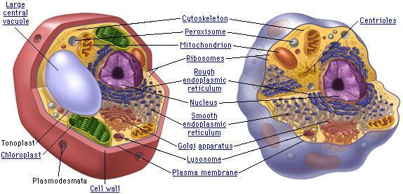 6. Label the plant and animal cells below with the