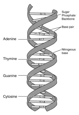 4. What is the unique shape of DNA called? 5. What are the four bases of DNA and how do they pair up? 6. What is DNA replication? 7. What is the job of RNA? 8.