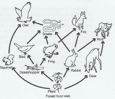 7. How is energy moved through trophic levels? Who has the MOST energy? Why? The least energy? Why? 8. What is a food web? 9. Which organism in the food web is the producer? 10.