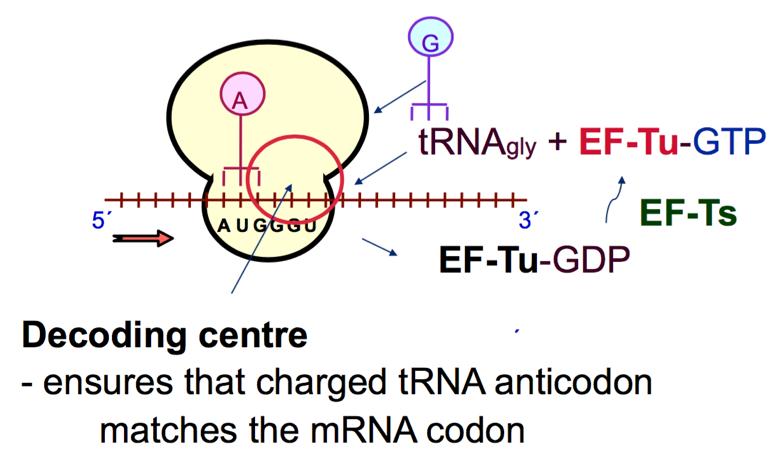 trna deacetylase breaks the bond between a trna and its amino acid in the P-site, and uncharged trnas leave the ribosome at the E-site. The decoding centre of a ribosome.