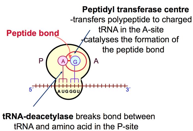 When translation stops, IF3 dissociates the ribosomal subunits. In prokaryotes, translation can occur at the same time as transcription.