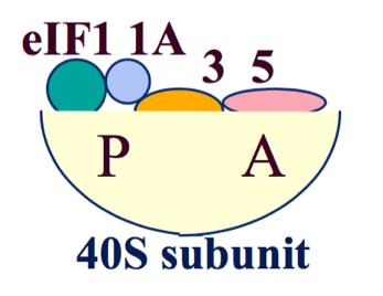 A number of proteins prevent the 40S subunit from binding to the 60S subunit when translation is not occurring.