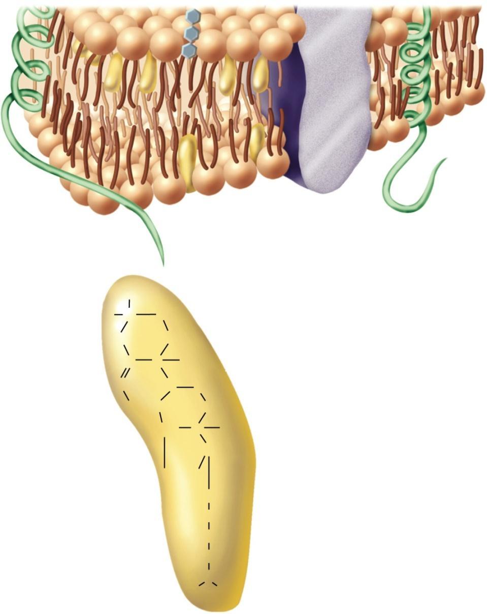 Membrane Lipids hospholipids Glycolipid holesterol is inserted into the phospholipid bilayer ell membrane