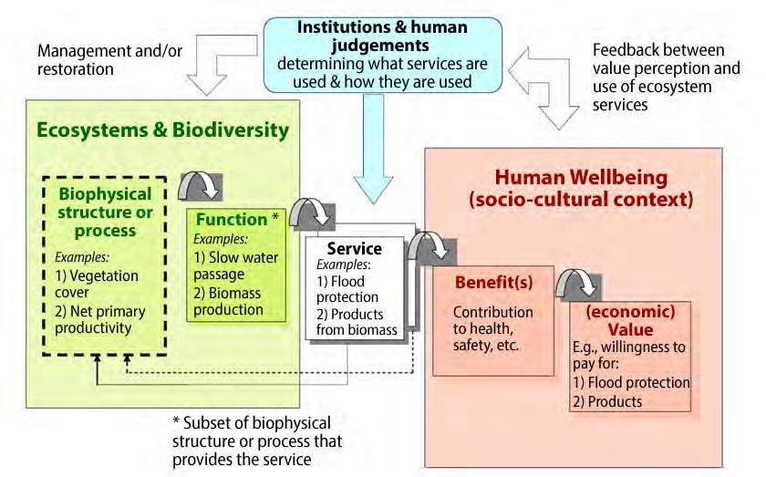 Ecosystem services Services: