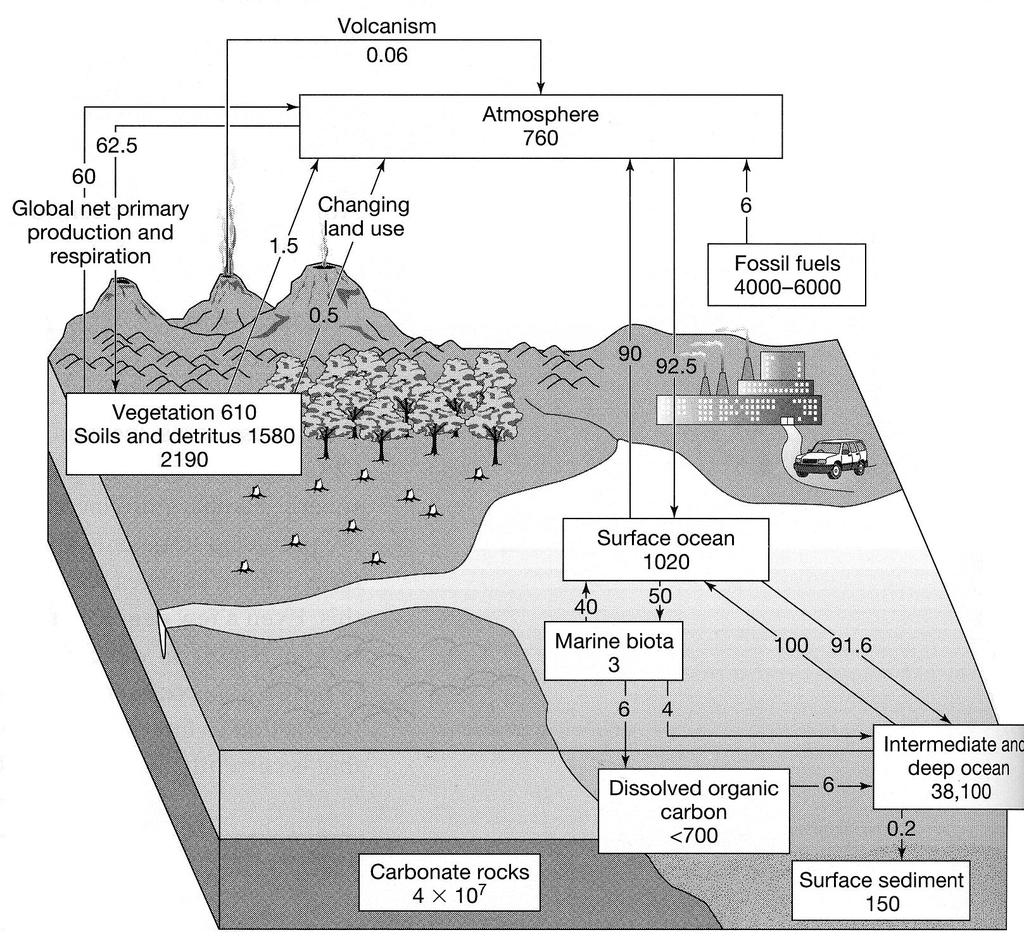 The Earth s Carbon Cycle
