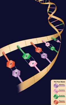 stored in long spiral molecules of DNA (= desoxyribonucleic acid) The Origin of Life on Earth Life