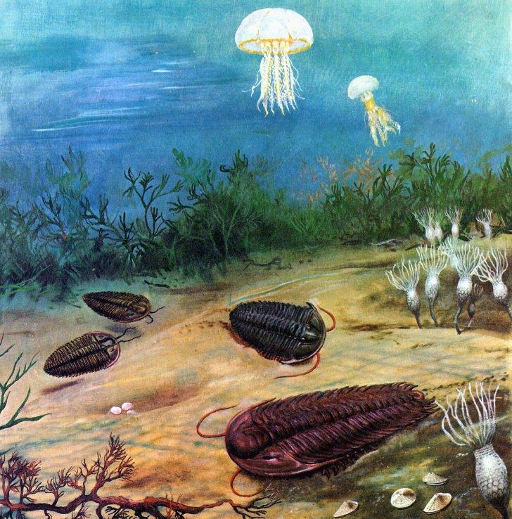 Cambrian period Cambrian life Shipunov (MSU)