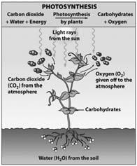 adds oxygen to the atmosphere Decaying organic carbon uses up oxygen and adds carbon dioxide to the atmosphere Oxygen