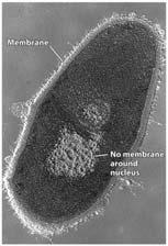 The progress of life on Earth Stromatolites and cyanobacteria Bacteria are
