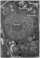 The progress of life on Earth Eukaryotes Eukaryotes are Organisms with nuclei and