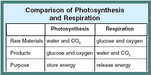 Write after Cellular Respiration - Notes In the Cellular Respiration lab was about how anaerobic respiration ( ) which takes place in the cytosol, produced acid which caused the muscles to fatigue