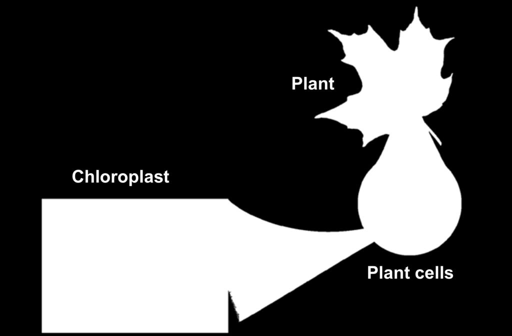Chloroplasts contain saclike photosynthetic membranes.