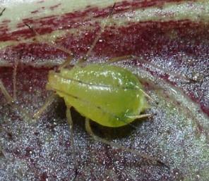 The Pests Aphids ~ Natural Enemies: Id
