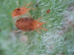 The Pest Spider Mites ~ Natural Enemies: