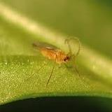 overwintering phase mosquito like adult