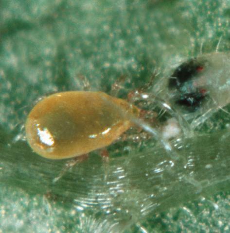 SM, other small arthropods & pollen