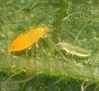 Thrips ~ Natural Enemies: Id The Pests
