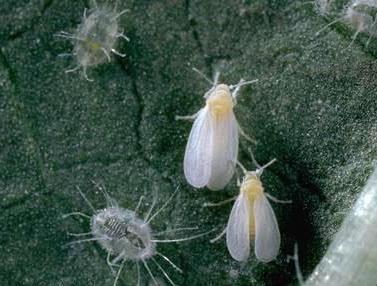The Pests Whiteflies ~ Natural