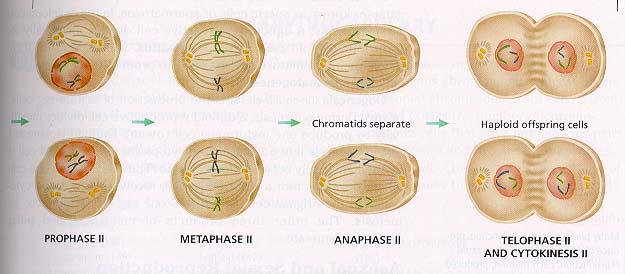 Meiosis II Meiosis II is almost identical to meiosis I except that the chromosomes do not