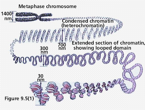 Chromosome Structure A chromosome forms when a single DNA