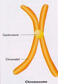 Chromosomes By the time chromosomes coil and become visible, the DNA has been copied, and each chromosome consists of two copies ensuring that