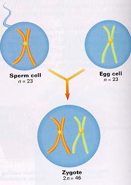 The haploid gametes are fused in fertilization which