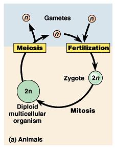 The timing of meiosis and fertilization does vary among species. The life cycle of humans and other animals is typical of one major type.