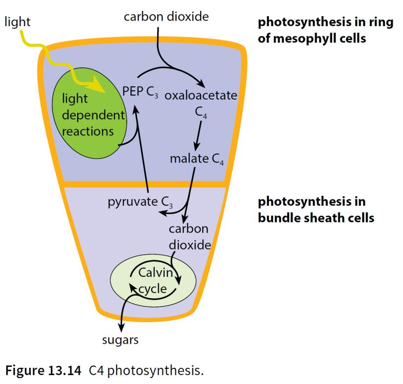 (photorespiration), causing less photosynthesis to take place as less RuBP available to combine with carbon dioxide; occurs readily in high temperatures and light intensity C4 plants keep RuBP and