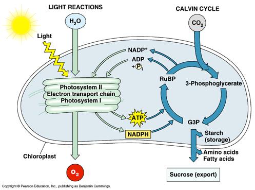 Photosynthesis is divided into 2 sequential processes: 1.