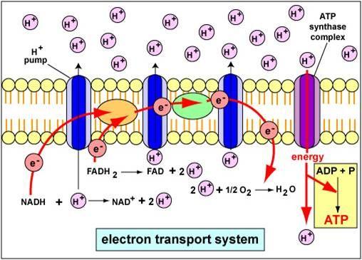 Oxidative Phosphorylation and Electron Transport Oxidative Phosphorylation Electrons from glucose are carried by NADH and FADH2 from the Krebs Cycle H+ ions are pumped across inner membrane to