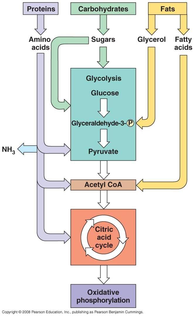 Aerobic Respiration Other molecules can be used as fuel by cells Energy can be extracted from fats, proteins and nucleic