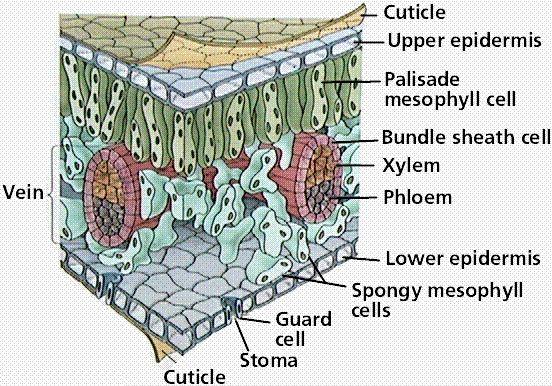 Leaf Structure Know where photosynthesis takes place in the leaf: palisade layer Stomata