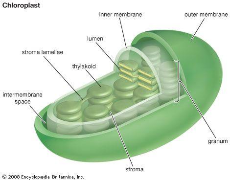 Chloroplast Structure Know where the different parts of photosynthesis take place in the chloroplast: stroma: Calvin