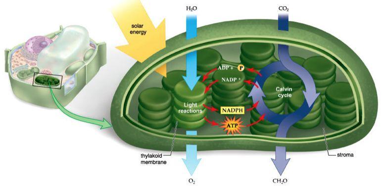 Goal of Photosynthesis Move electrons and hydrogen from water to CO2