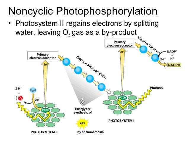 Light Dependent Reactions Photosystem II: Non-cyclic photophosphorylation Water is split through photolysis into H+ ions, electrons and O2 gas is released Excited electrons from Photosystem II are