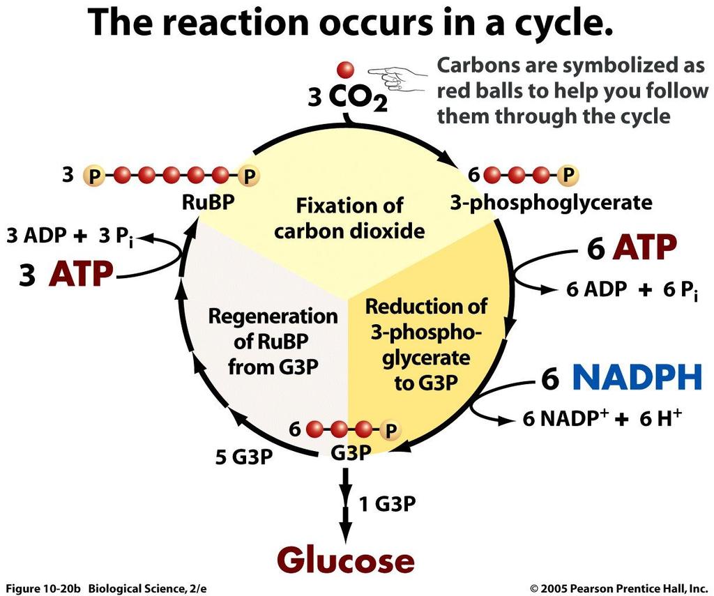 Light Independent Reactions The Calvin Cycle 3 Main Steps a. Fixation of CO2 b. Reduction of 3GP to G3P c.