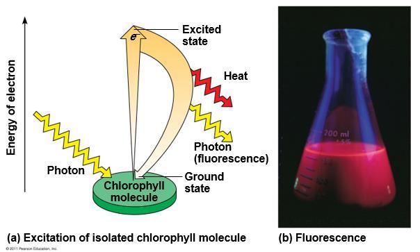 3) Excitation of Chlorophyll by Light: When a pigment absorbs light, it goes from a ground state to an excited state, which is