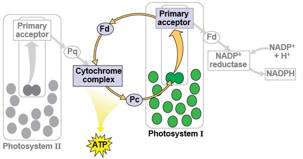16 لجان الد فعات/تلخيص علوم حياتية 101 6) Cyclic Electron Flow: a. Cyclic electron flow uses only photosystem I and produces ATP, but not NADPH. b. No oxygen is released. c.
