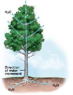 Which properties of water are most important for the movement of water up the tree? A. cohesion and specific heat B.