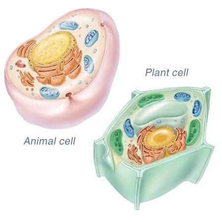 1) Living Things are Organized Every organism is made up of one or more cells.