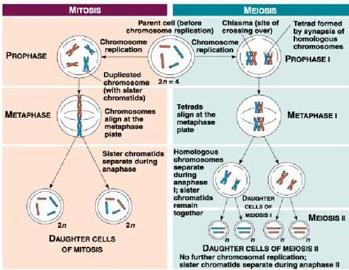 Chapter 7: comparison of mitosis & meiosis Prior to meiosis or mitosis, DNA replication occurs. In both meiosis and mitosis, the chromosomes condense and become visible under the microscope.
